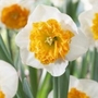 Narcissus Amadeus Mozart - Large Cupped
