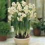 Narcissus Avalance - Tazetta