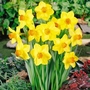 Narcissus Brackenhurst - Large Cupped
