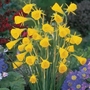 Narcissus bulbocodium Golden Bells - Miniature