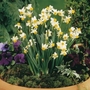 Narcissus Canaliculatus - Tazetta