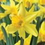 Narcissus February Gold - Cyclamineus