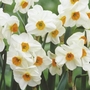 Narcissus Geranium - Tazetta