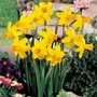 Narcissus Itzim - Cyclamineus