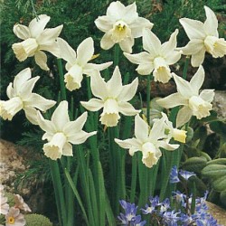 Narcissus Jenny Cyclamineus Narcissus Jenny Cyclamineus