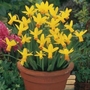 Narcissus Jetfire - Cyclamineus