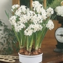 Narcissus Paperwhite - Tazetta