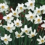 Narcissus poeticus recurvus - Poeticus
