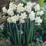 Narcissus Pueblo - Jonquilla