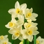 Narcissus Silver Chimes - Tazetta