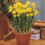 Narcissus Tete-a-Tete - Cyclamineus
