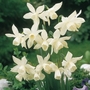 Narcissus Thalia - Triandus