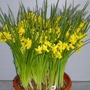 Narcissus Tiny Bubbles - Cyclamineus