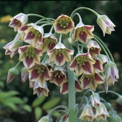 Nectaroscordum siculum