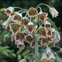 Nectaroscordum siculum
