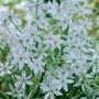Ornithogalum umbellatum