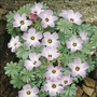 Oxalis adenophylla