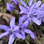 Scilla bifolia