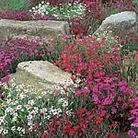 Dianthus Deltoides Starburst Seeds Average Seeds 200