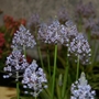 Scilla litardierei