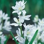 Scilla mischtschenkoana