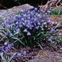 Scilla siberica