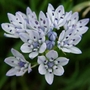Scilla verna