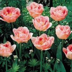 Tulip Angelique - Double Late