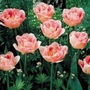 Tulip Angelique   Double Late
