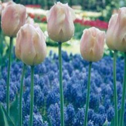 Tulip Apricot Beauty - Single Early