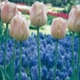 Tulip Apricot Beauty   Single Early