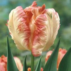 Tulip Apricot Parrot - Parrot