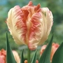 Tulip Apricot Parrot   Parrot