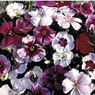 Dianthus Sugar Baby Mixed Seeds Average Seeds 350