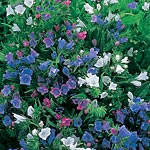 Echium Dwarf Hybrids Seeds Average Seeds 200