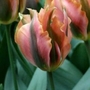 Tulip Artist   Viridiflora