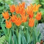 Tulip Ballerina   Lily flowered