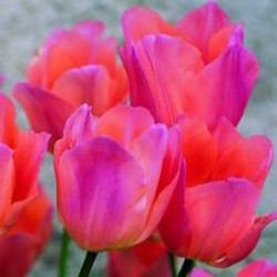 Tulip Beauty Queen - Single Early