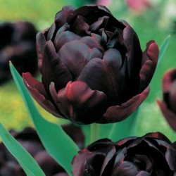 Tulip Black Hero - Double Late