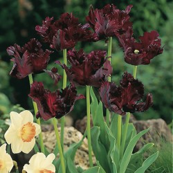 Tulip Black Parrot