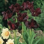 Tulip Black Parrot