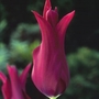 Tulip Burgundy   Lily flowered