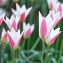 Tulip Clusiana Lady Jane - Miscellaneous