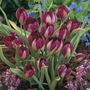 Tulip Humilis Persian Pearl - Miscellaneous