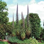 Echium Pininana Blue Steeple Seeds