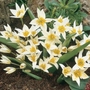 Tulip Turkestanica - Miscellaneous