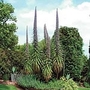 Echium Pininana Blue Steeple Seeds