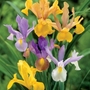 Dutch Iris Mixed
