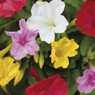 Mirabilis Jalapa Mixed - Four o'clock flowers; Marvel of Peru