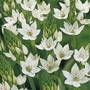 Ornithogalum Thyrsoides - Chincherinchee